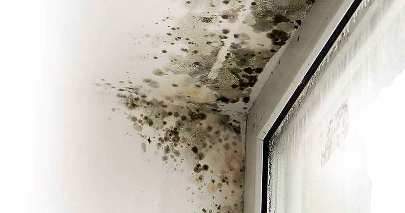 Schimmel beim Fenster; Foto: burdun/Adobe Stock